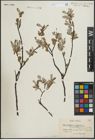 Foto von Salix lapponum L. x Salix myrtilloides L.